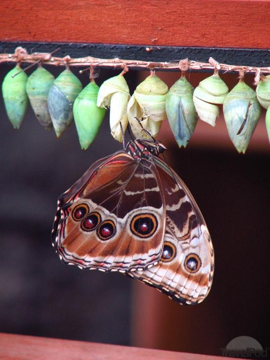 blue morpho butterfly coming out of cocoon
